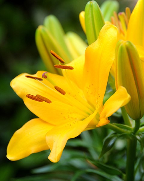Lilium Aziatisch geel